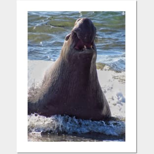 Elephant seal roaring Posters and Art